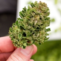 CBD Users & Education
