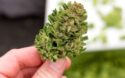 cannabis-image.jpeg